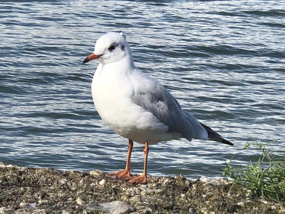 Möve sitzt am Strand - Fotografiert aus dem Taxi von Gudrun Winklhofer