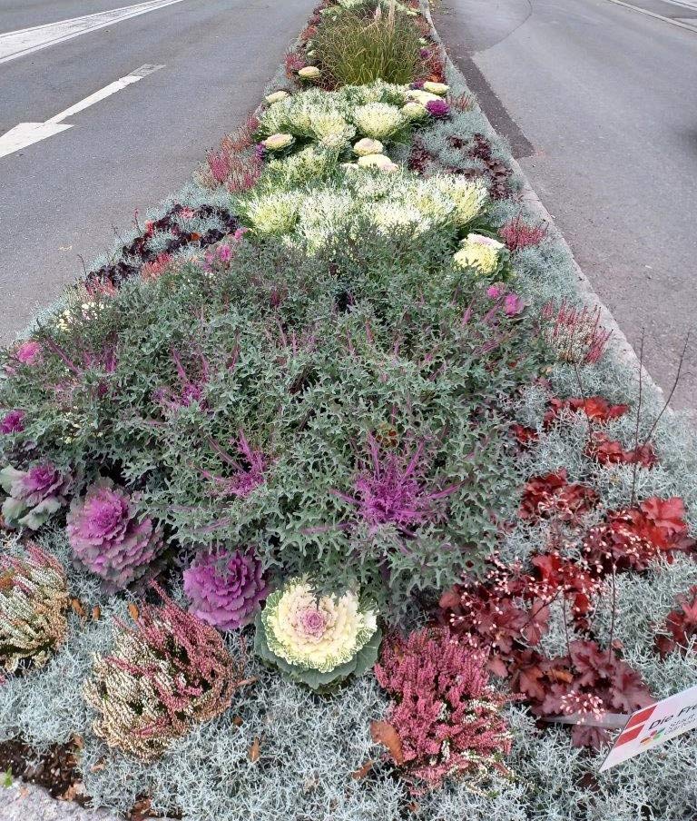 Blumenbepflanzung der Verkehrsinseln in der Stadt Salzburg